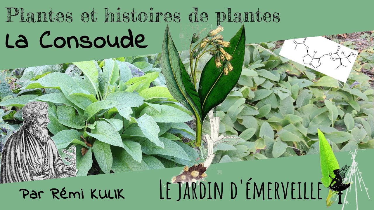 Tout sur la consoude !