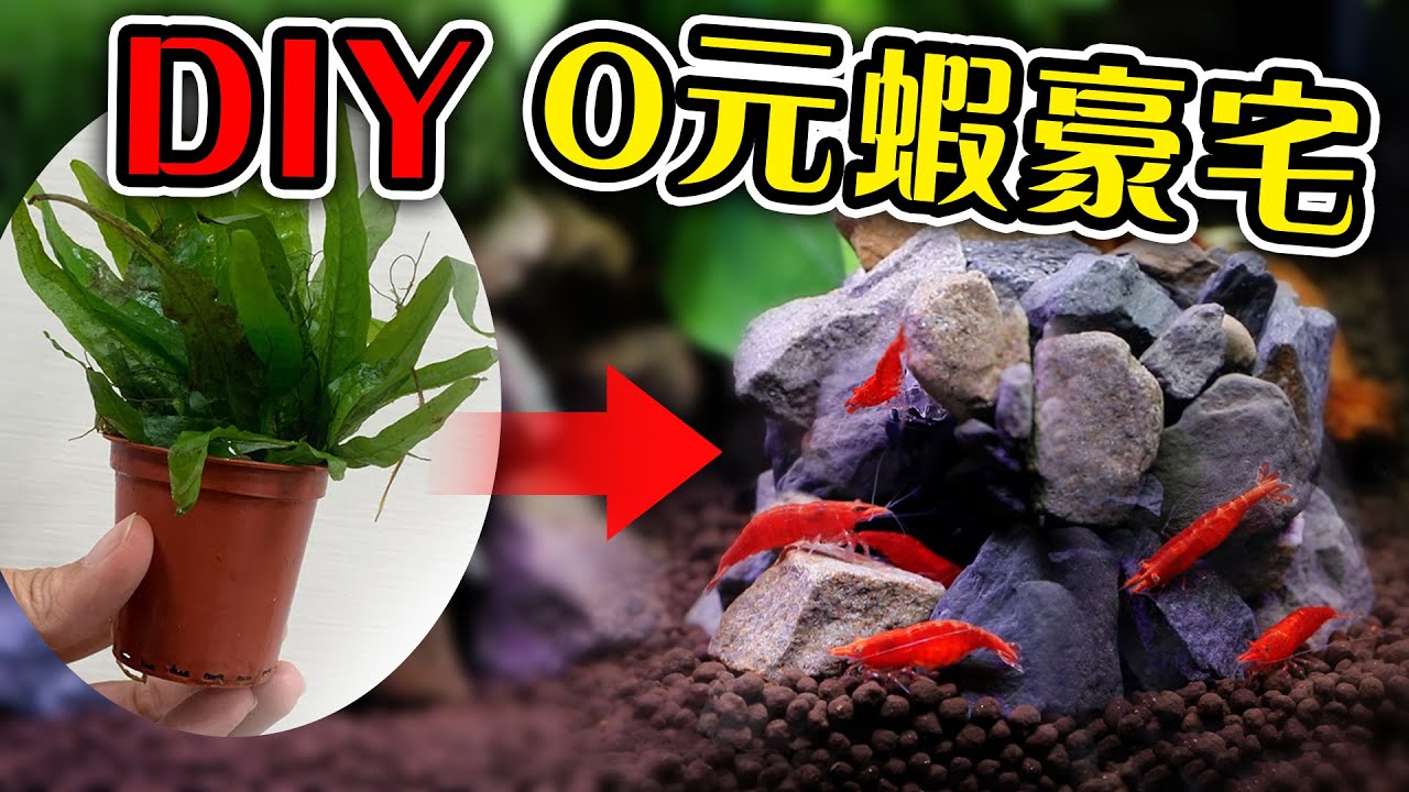 看似垃圾的水草盆！居然暗藏著無限商機！！