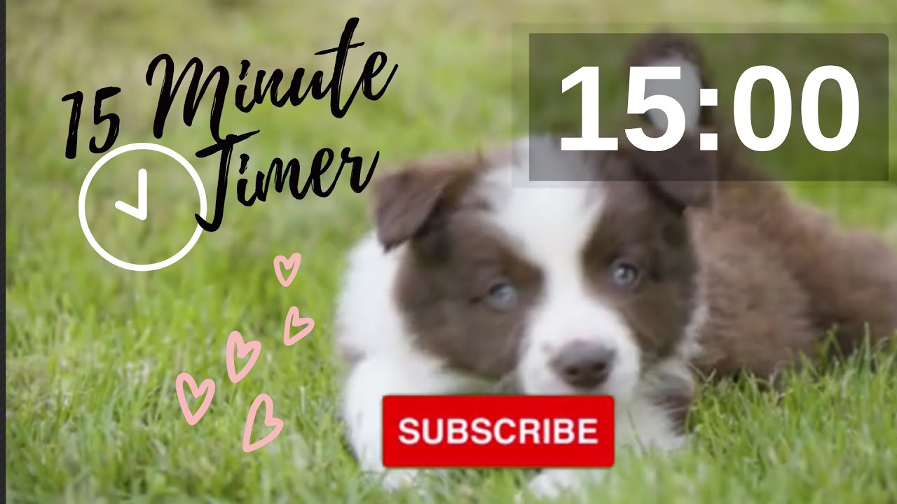 15 Minute Puppy  Countdown Timer #Countdown, #Timer, #15Minute, #Puppies, #Puppy, #dog, #dogs, #Cute