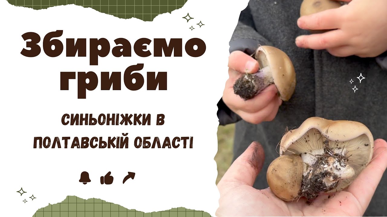 ЗНАЙШЛИ СИНОНІЖКИ! ЗБИРАЄМО НАЙСМАЧНІШІ ОСІННІ ГРИБИ | ЖИТТЯ В СЕЛІ НА ПОЛТАВЩИНІ