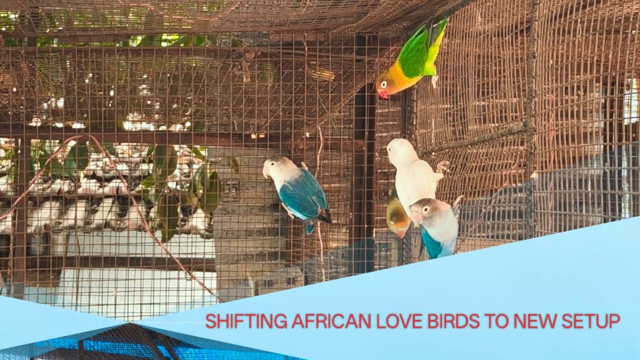 RELEASING AFRICAN LOVE TO NEW SETUP @PARROTDIPANKAR 