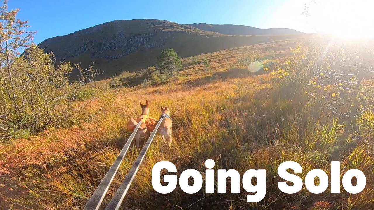 Solo Backpacking With The Dogs