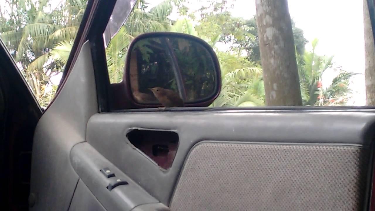 Coroira  ensaiando  canto em frente do espelho