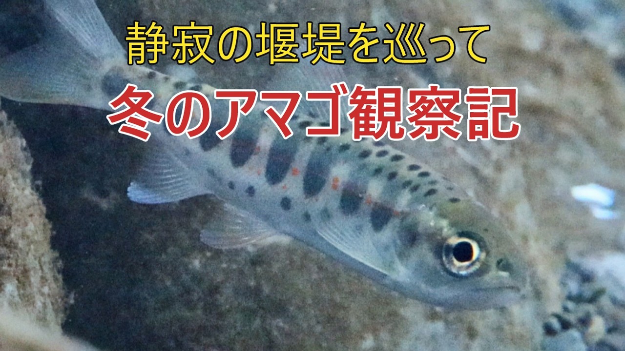 静寂の堰堤を巡って ― 冬のアマゴ観察記   #水中撮影　渓流釣りが解禁ですね！