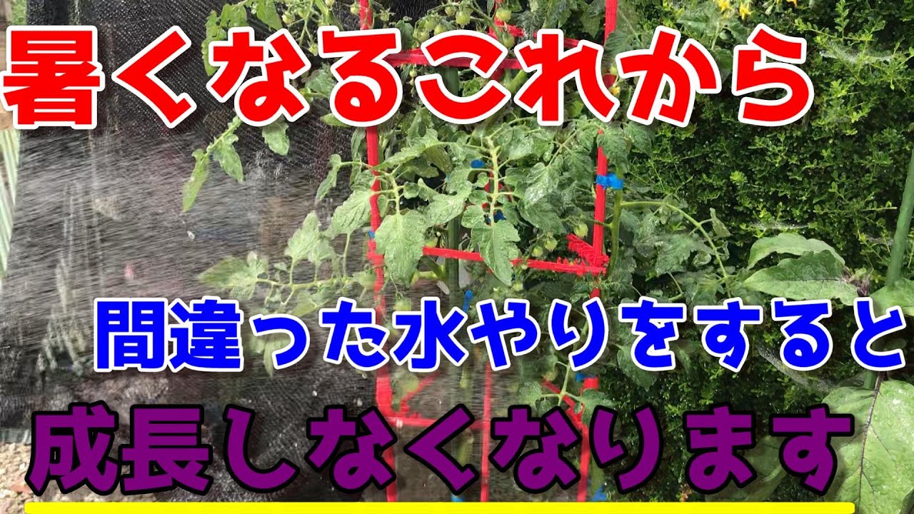 【ミニトマト】気温が高い時に水やりで絶対やってはいけないこと【家庭菜園】【プランター】