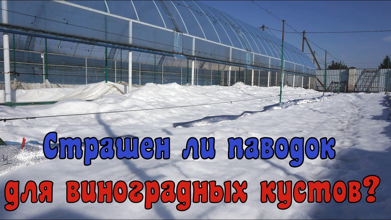 Весна на винограднике по улице Садовой ! 1 марта 2026год.