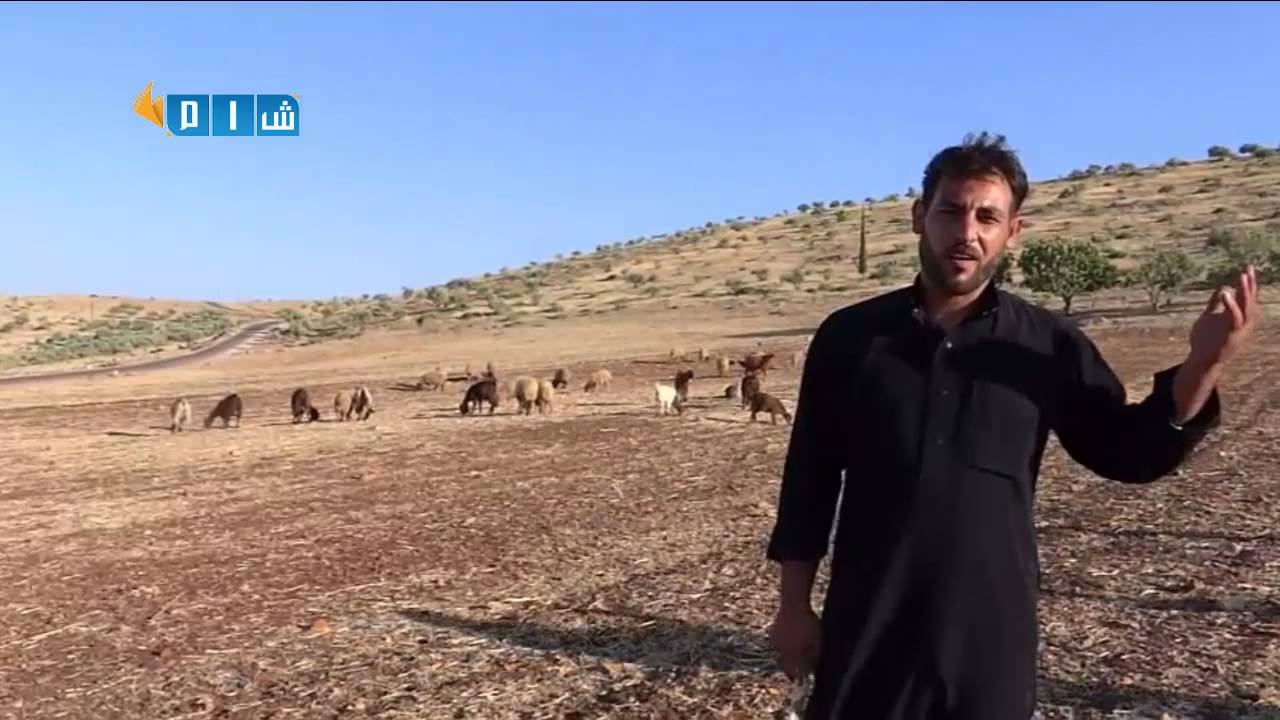 تقرير مراسل شبكة شام عن المواشي والأغنام في جبل شحشبو ريف حماة