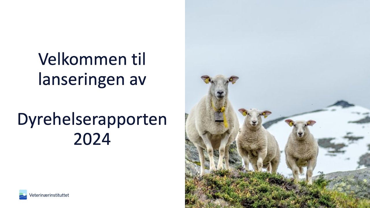 Lansering av Dyrehelserapporten 2024