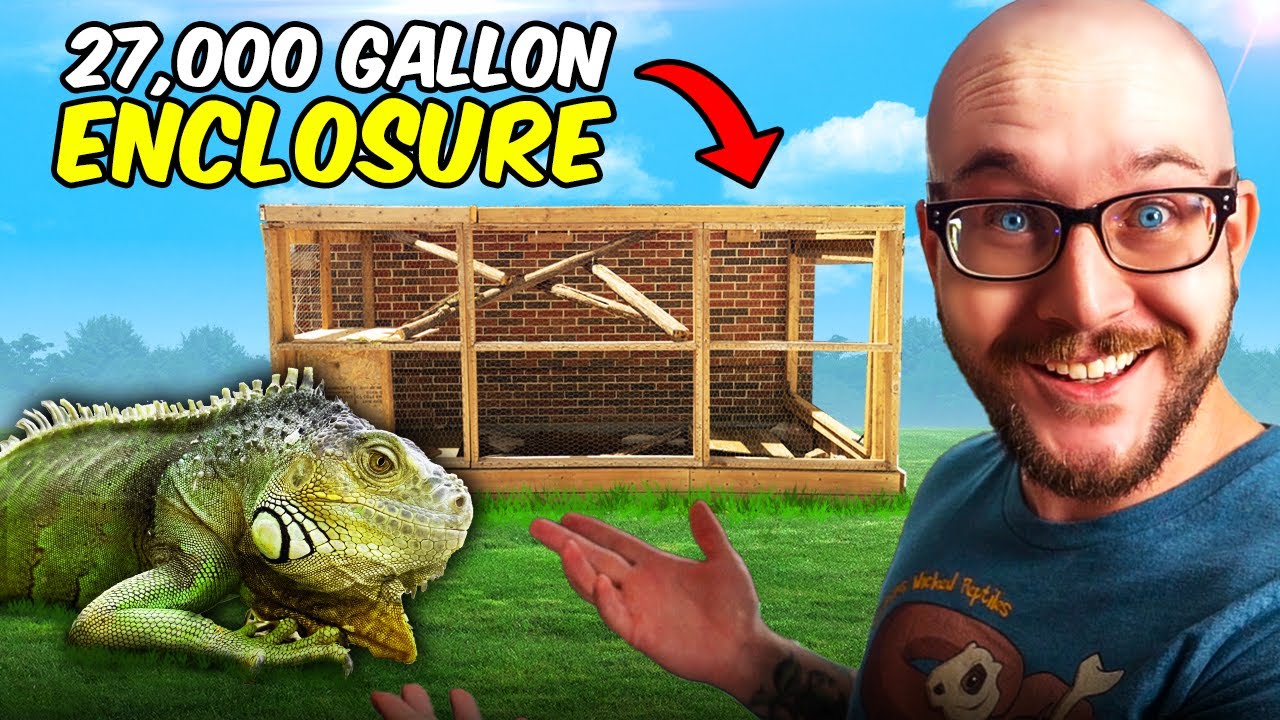 Abused Iguana Gets MASSIVE 2700 Gallon Bioactive Outdoor Enclosure! Summer Cohab With Tortoises!