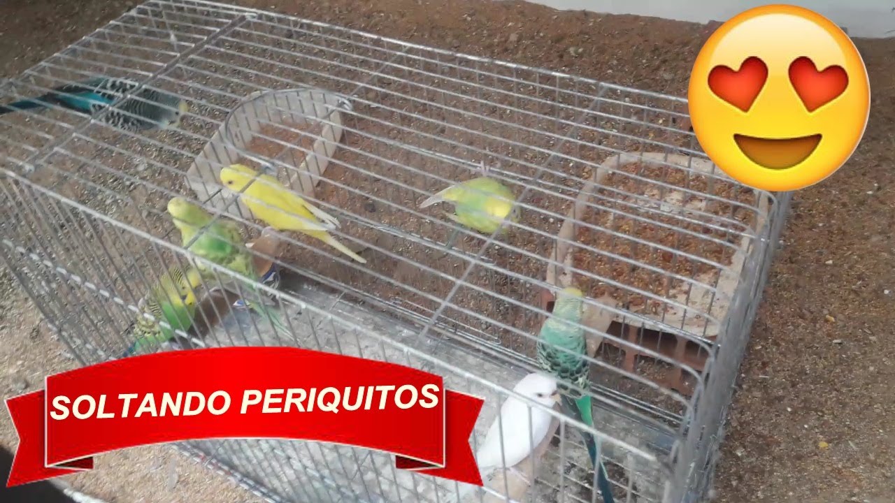 SOLTANDO 7 PERIQUITOS AUSTRALIANOS NO VIVEIRO.