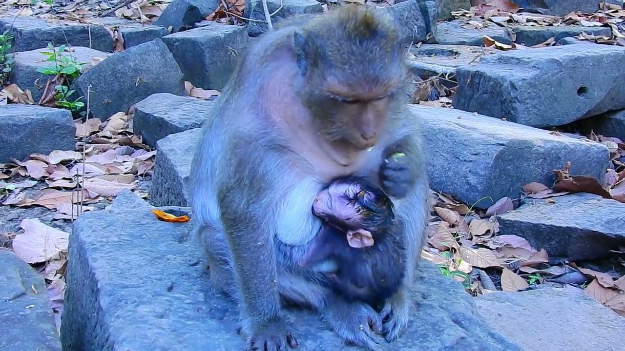 Oh, Mom monkey taking her baby to eat fruit looks so strange.
