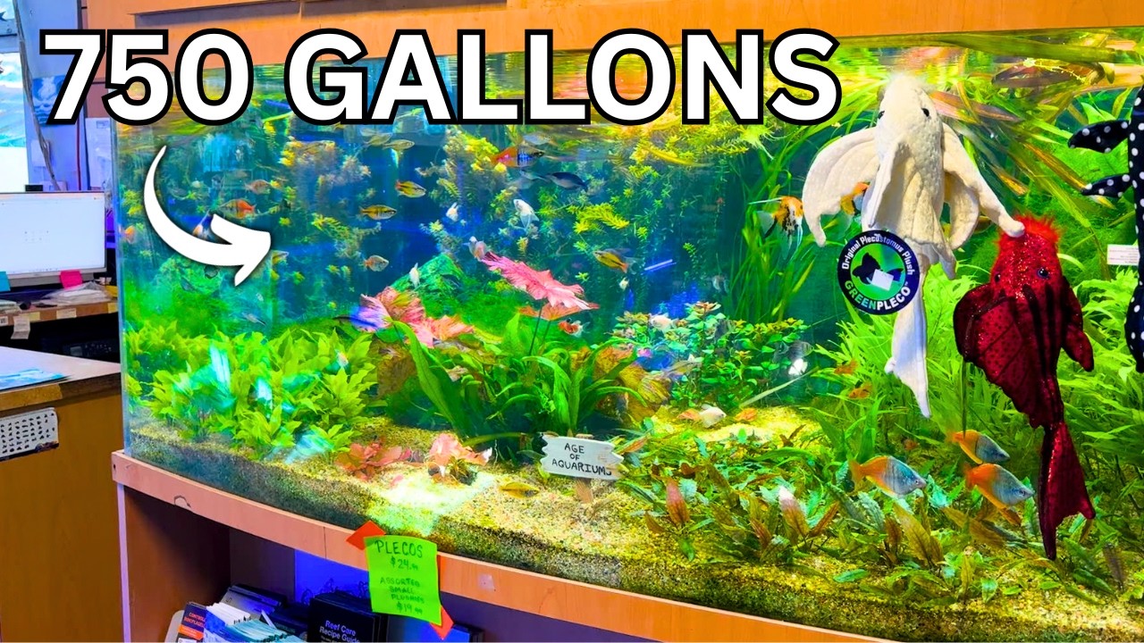 100+ Aquariums FULL of Rare Fish & Dream Aquascapes!