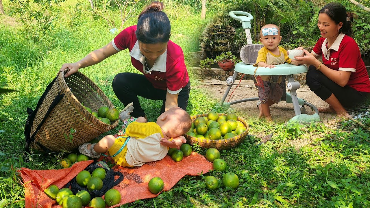 Sick baby Harvest the orange garden and sell it at the market. Buy medicine for the baby - Lý Thị An
