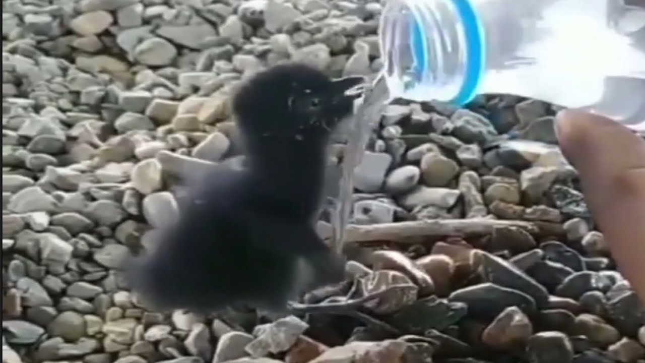 Faith In Humanity Restored 2019 Part 12