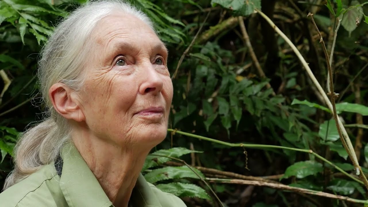 Celebrating 65 years of chimpanzee research at Gombe