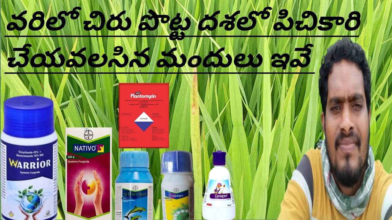 వరిలో బిర్రు పొట్ట దశలో ఎలాంటి మందులు స్ప్రే చేయాలి# paddy panicle out crass spray@farmerchinnu1687 