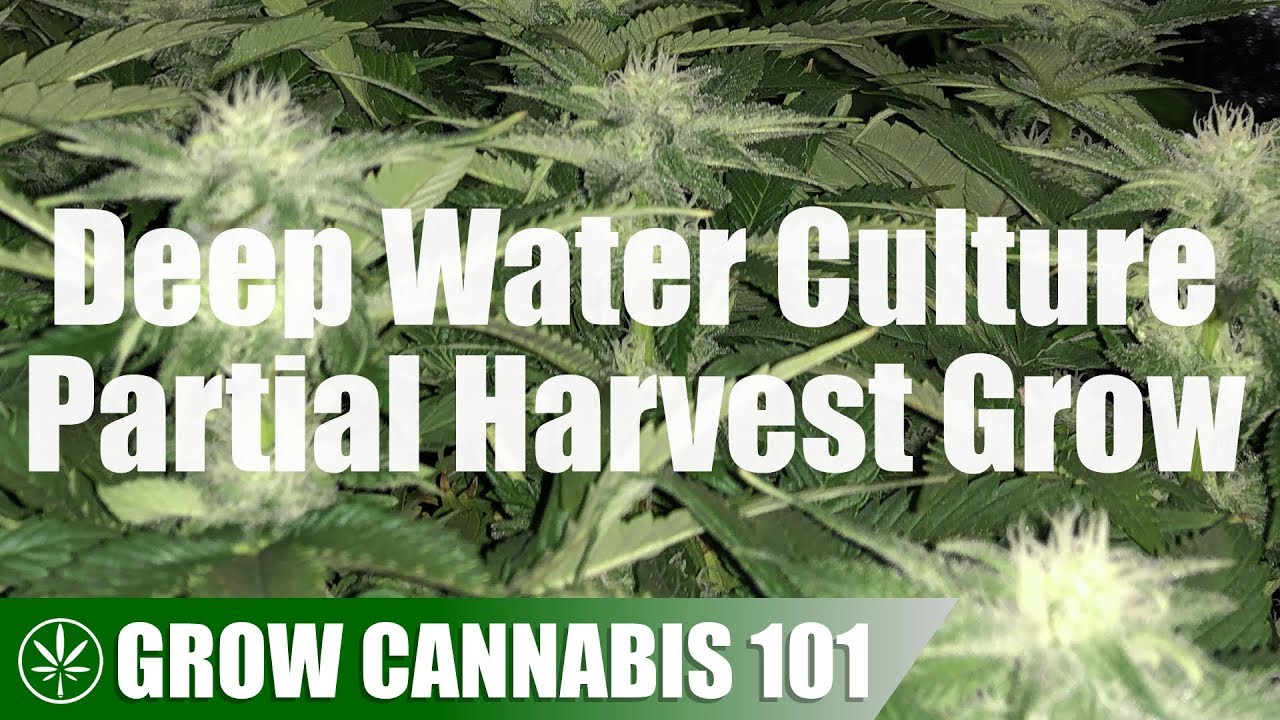 DWC Partial Harvest Indoor Timelapse Grow Log