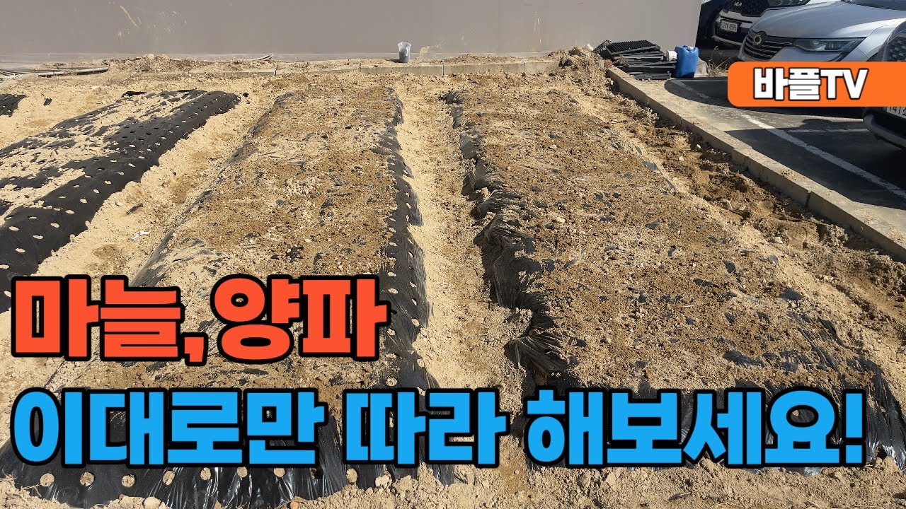 [바플티비]마늘,양파 이대로만 따라해보세요!(강의영상)