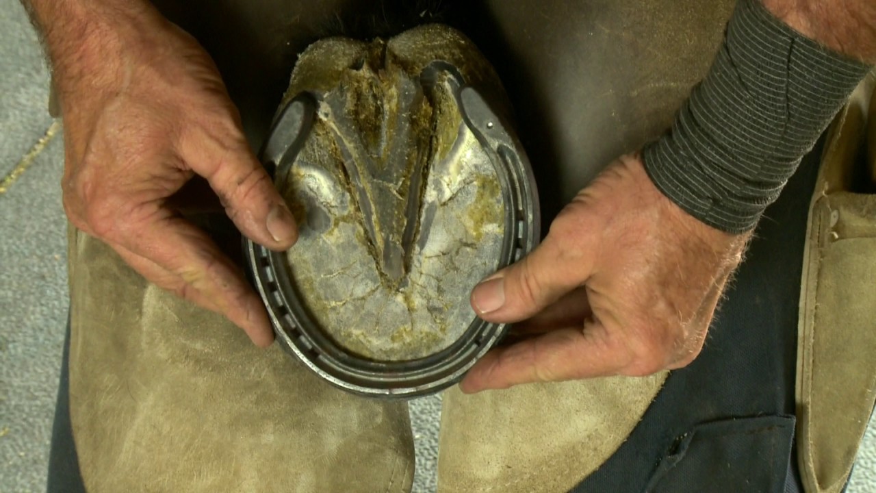 2016 Industry Pros - Farrier