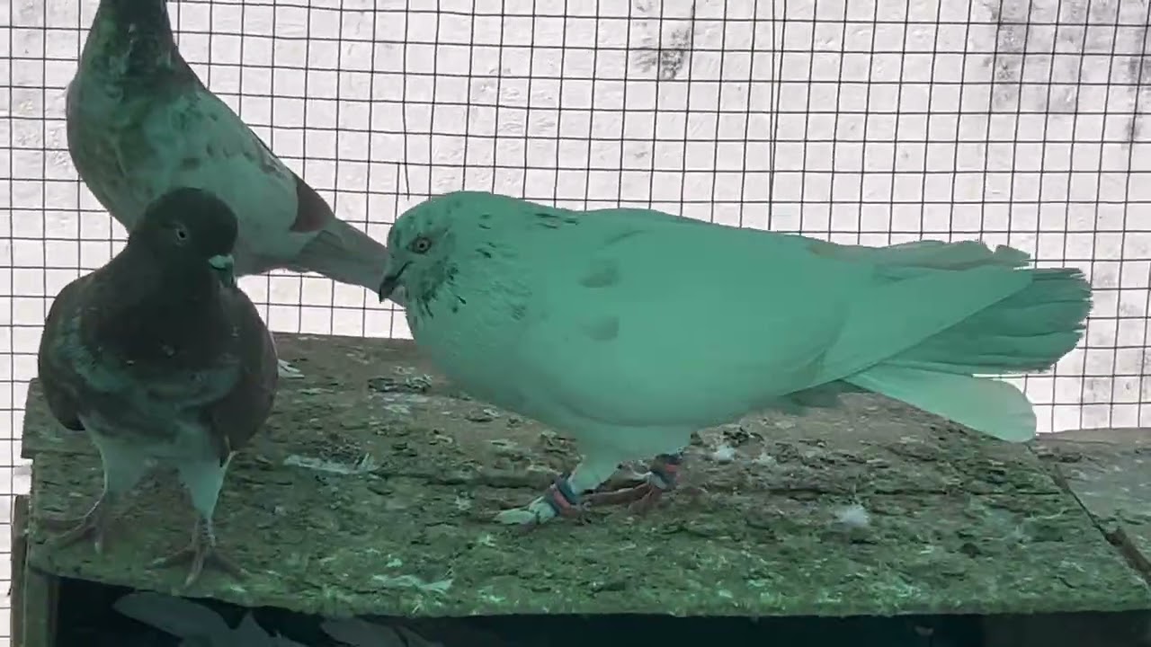 New pigeon loft