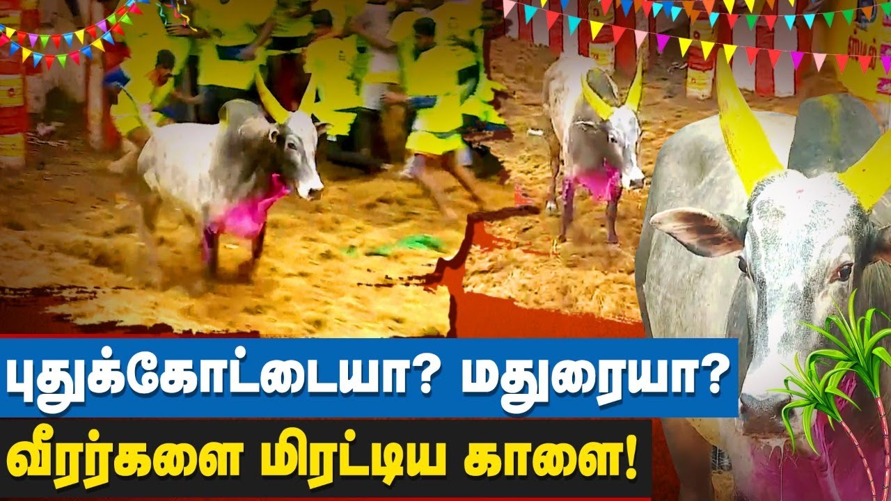 வீரர்களை நெருங்க விடாமல் களத்தில் நின்ற புதுக்கோட்டை காளை | Pudukkottai Maadu