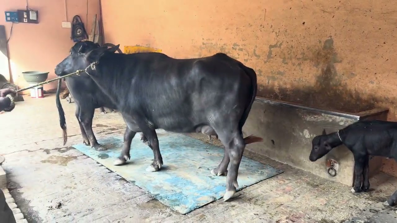BEST QUALITY #MURRAH# JHOTI FOR SALE IN 3RD TIMER 20 kg MILK CAPACITY.