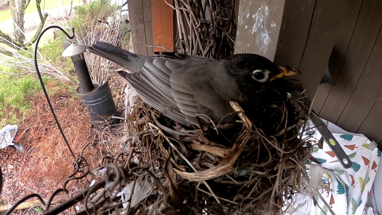 Robin building a nest in spring