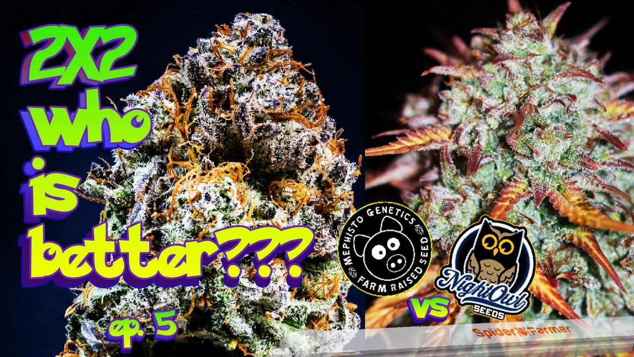 WHO is better? - Mephisto vs Nightowl Ep5 2x2 Auto #seedtoharvest #SFsupplementalLED