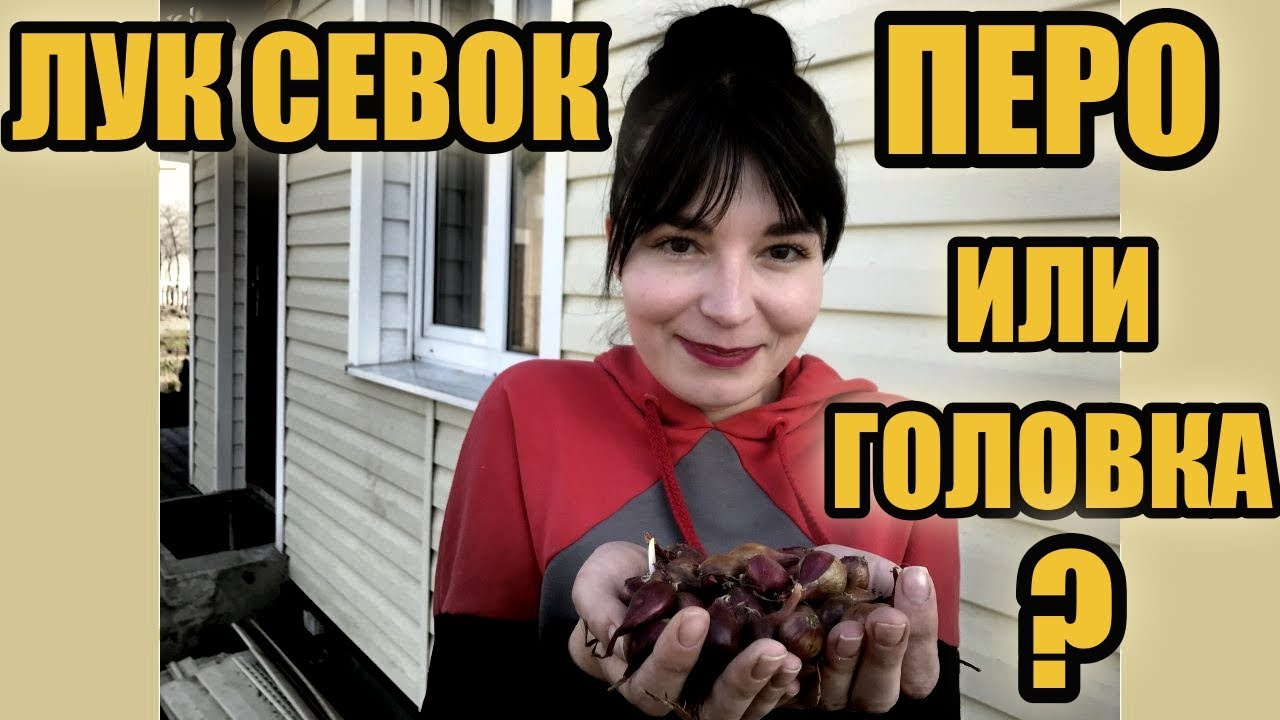 Лук севок  На перо или головку?