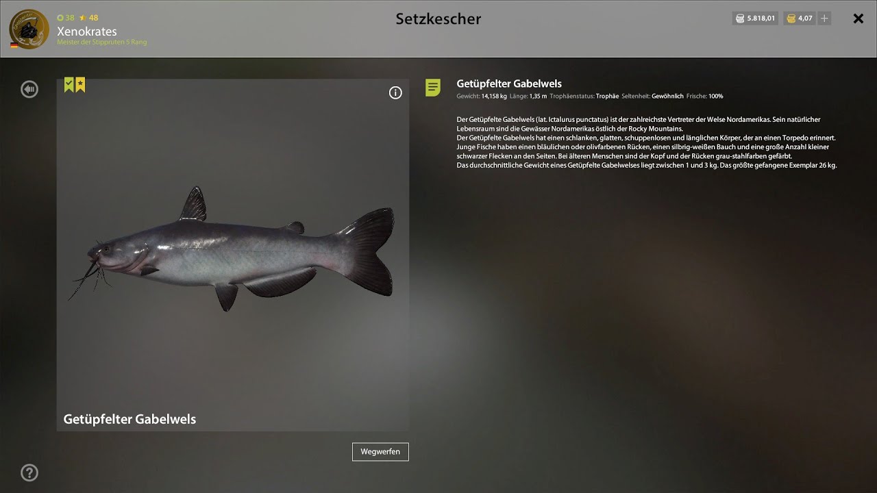 Russian Fishing 4. Gabelwels mit schwerer Stippe am Elk-Lake (Trophy)