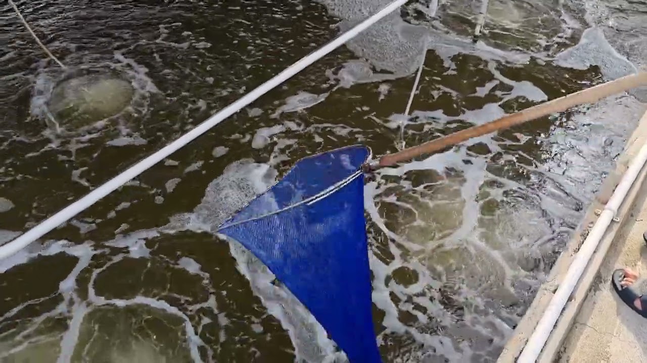 shrimp farming in jeju do south korea #shrimp #shrimpfarming #jejushrimp