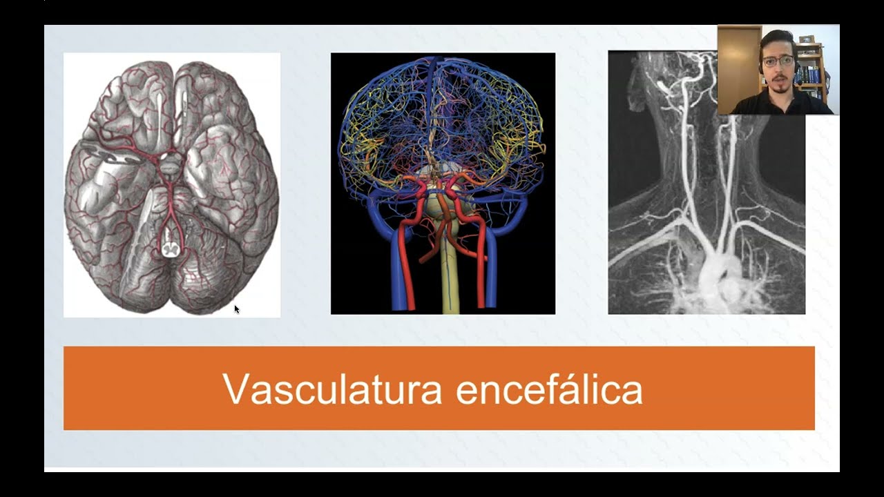 Vasculatura encefálica, parte 1