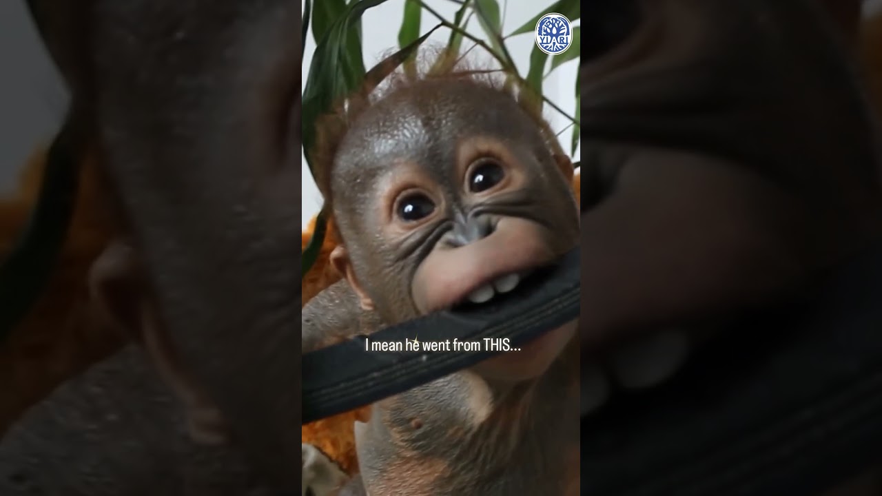 Gito The Orangutan Has Made an INCREDIBLE Transformation