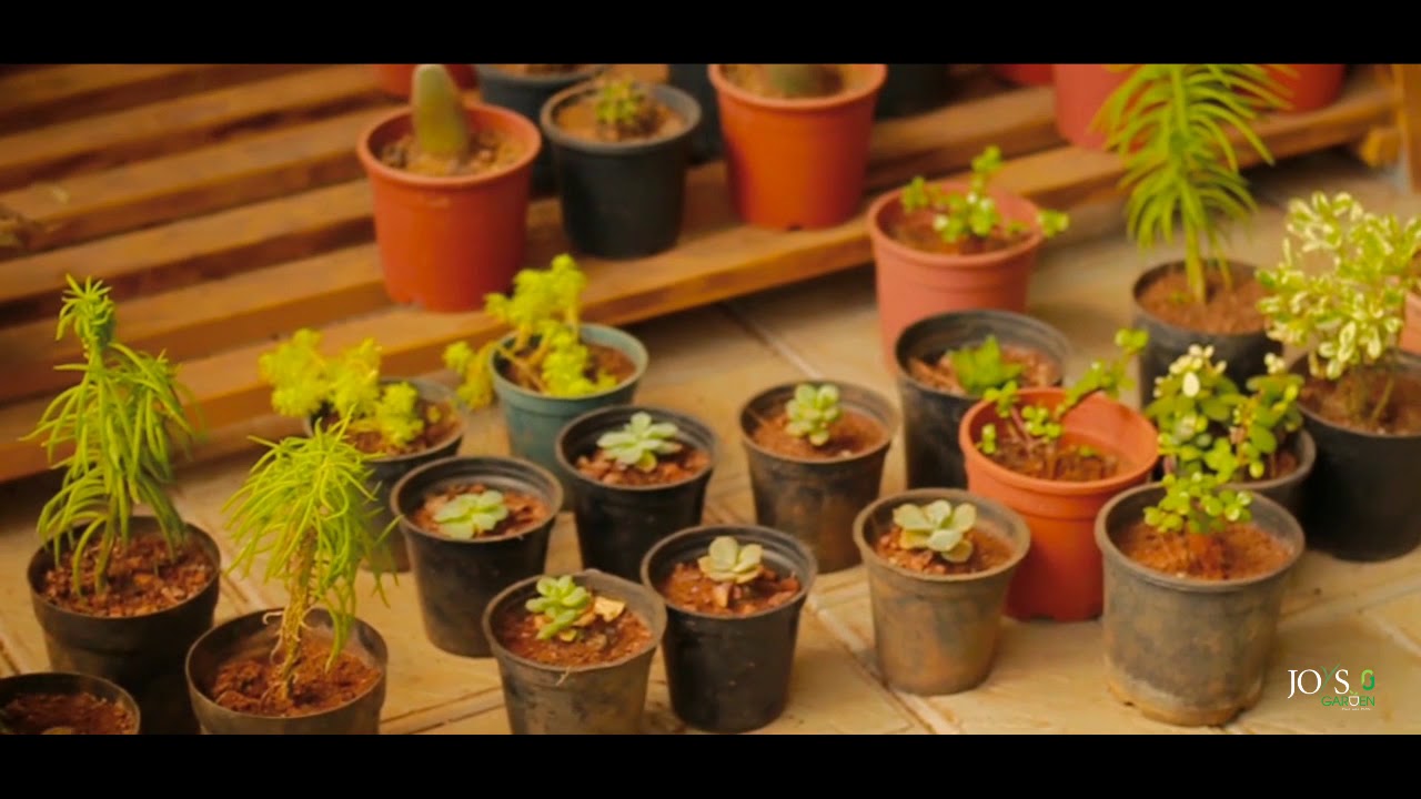 JOYS GARDEN.nadathra .thrissur#plantlovers