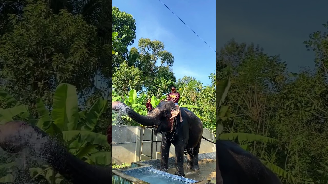 Elephant Shower Thekkady