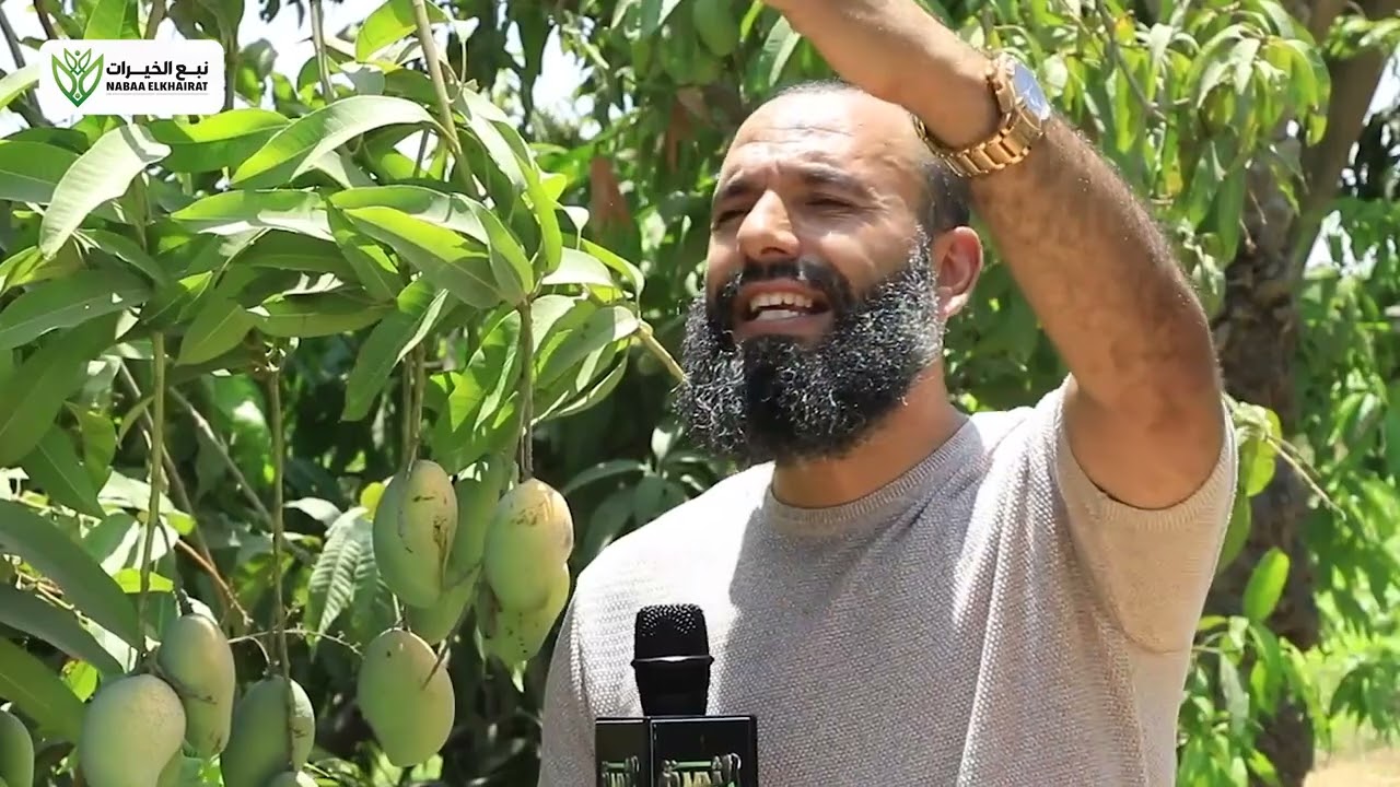 أفضل وأقوي أصناف المانجو في التصدير وفي السوق المحلي