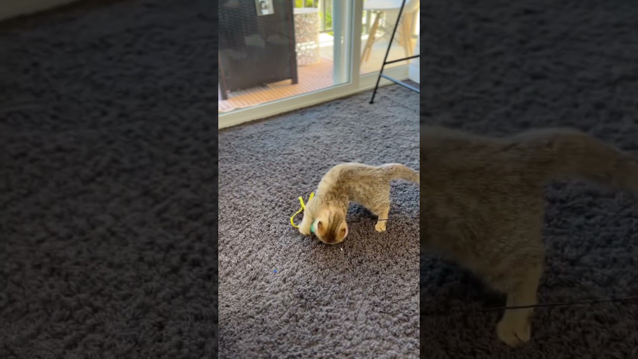 Nori goes bananas!
