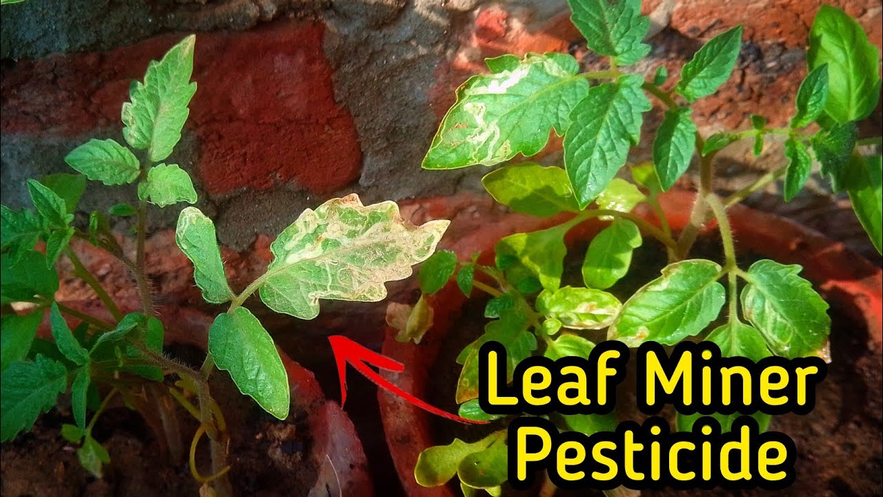 How to Control Leaf Miners on Tomato Plants? - Pure Greeny