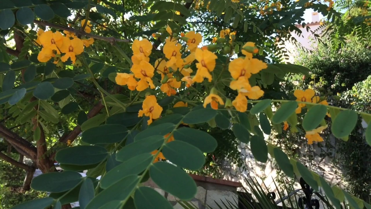 Tipuana tipu. Garden Center online Costa Brava - Girona.