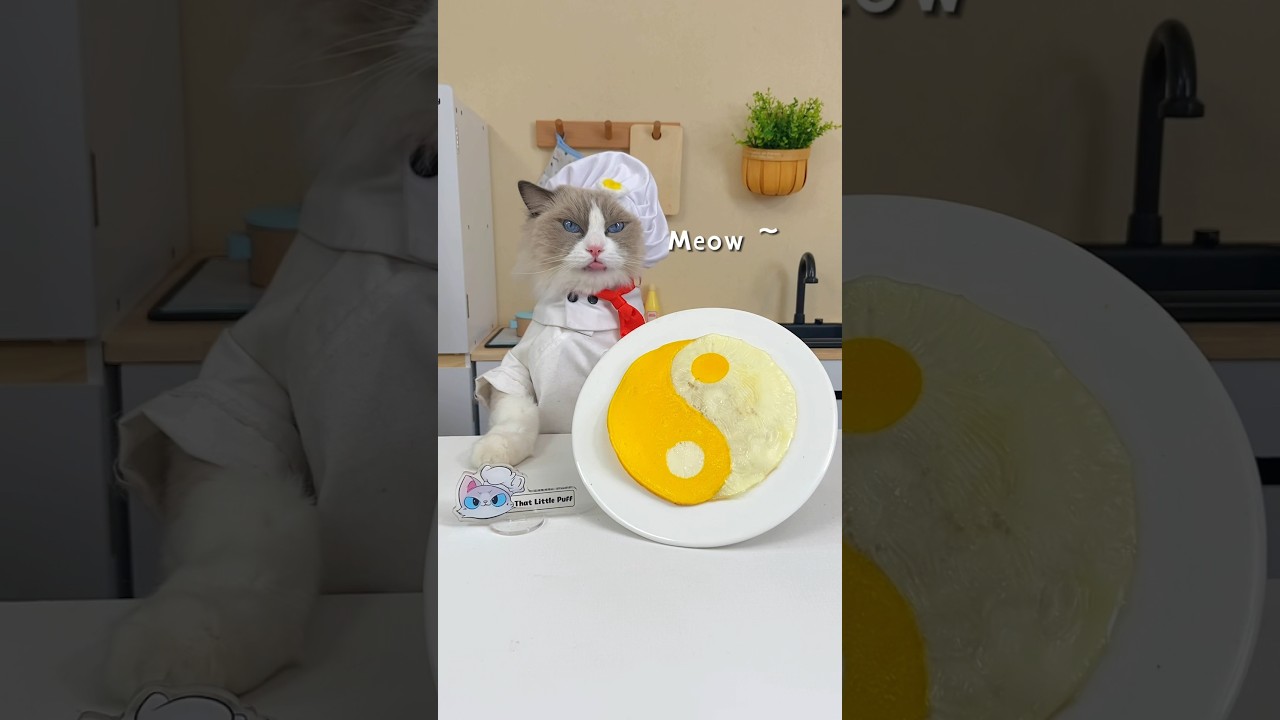 Puff&rsquo;s in the kitchen blending food hacks with art!  🐾 #ThatLittlePuff