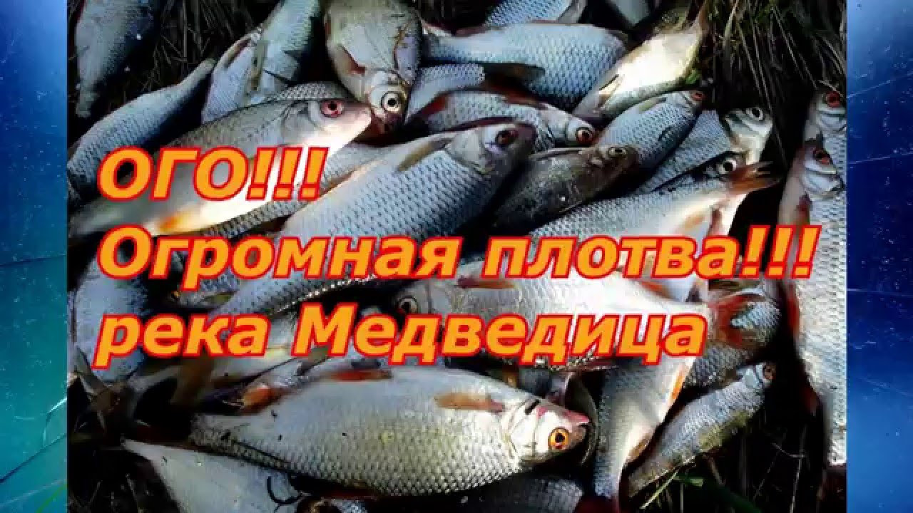 Ого! Огромная плотва!!! Huge roach!