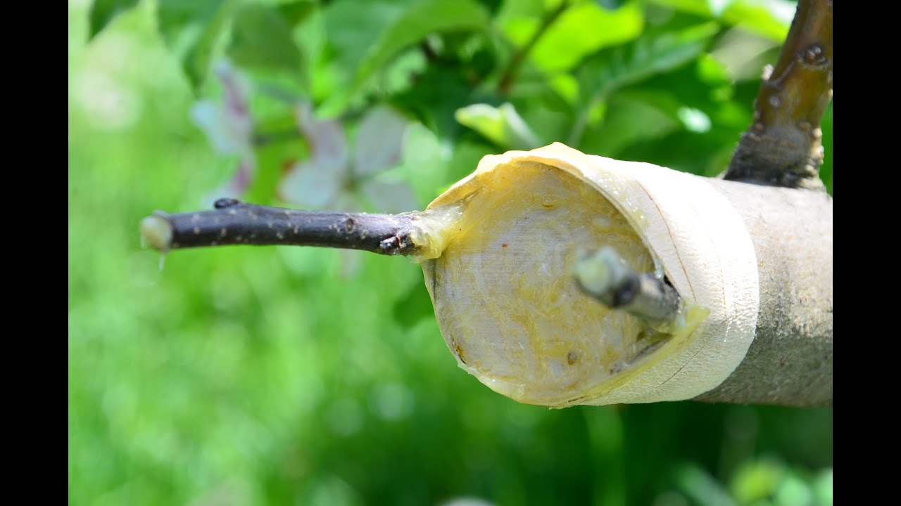 Veredeln Rindenpfropfen