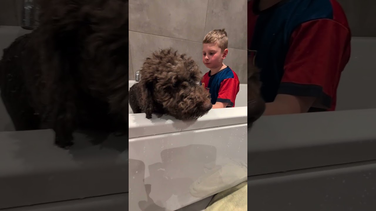 Shower for Zoe is done ✅👌 #Lagotto Zoe loves to be groomed 🤩🐶🥰 #familyactivities #care #doglove