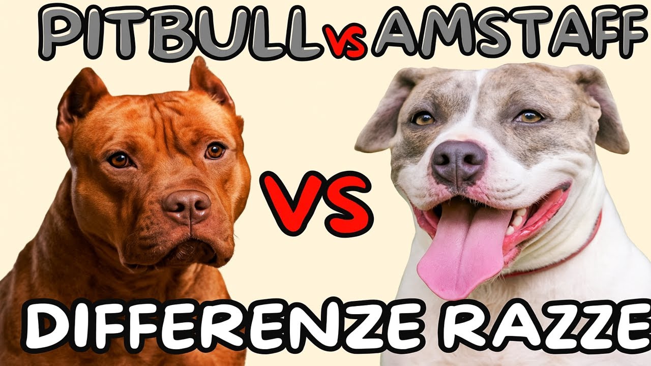 Pitbull o Amstaff? Scopri le Differenze Reali tra le Due Razze