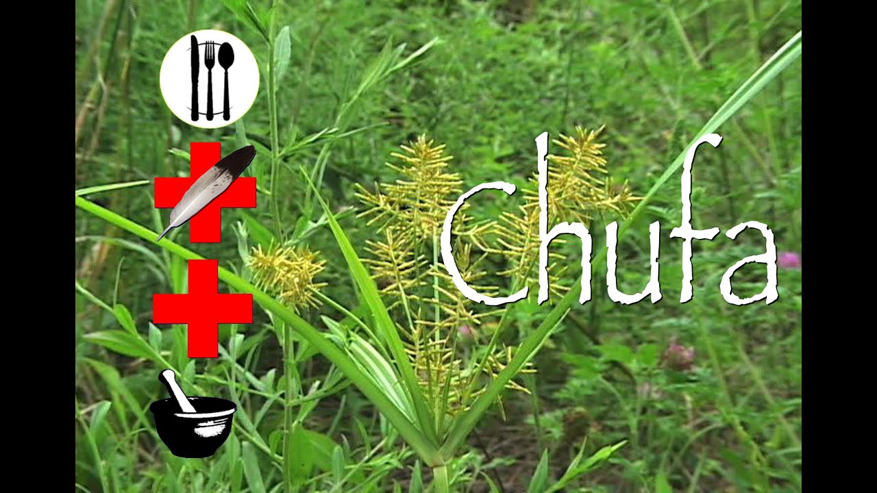 Chufa Flatsedge: Edible, Medicinal & Other Uses