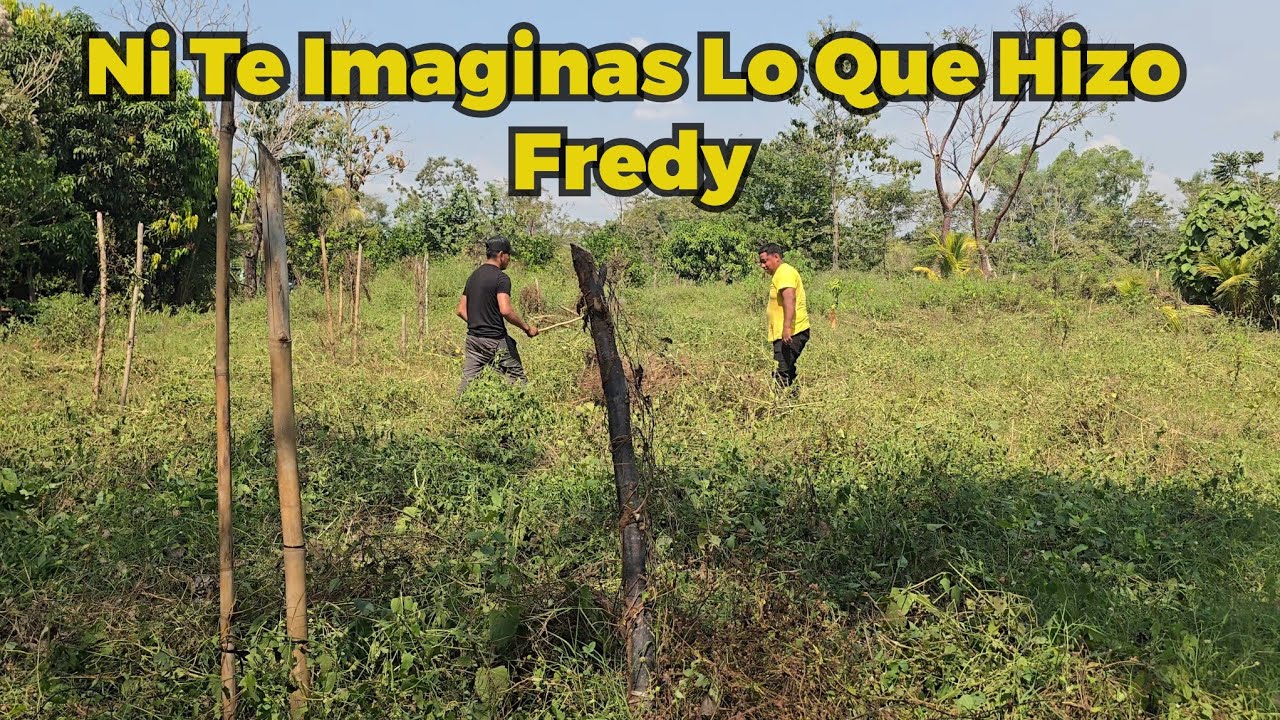 Mamá De Fredy Lo Mando a Limpiar Todo El Terreno