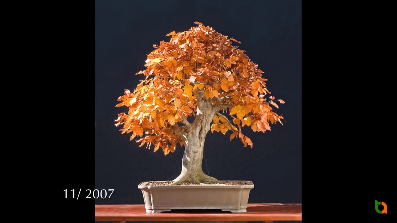 Quá trình hoàn thiện tác phẩm Bonsai P. 1 - Cây dẻ gai - Walter Pall