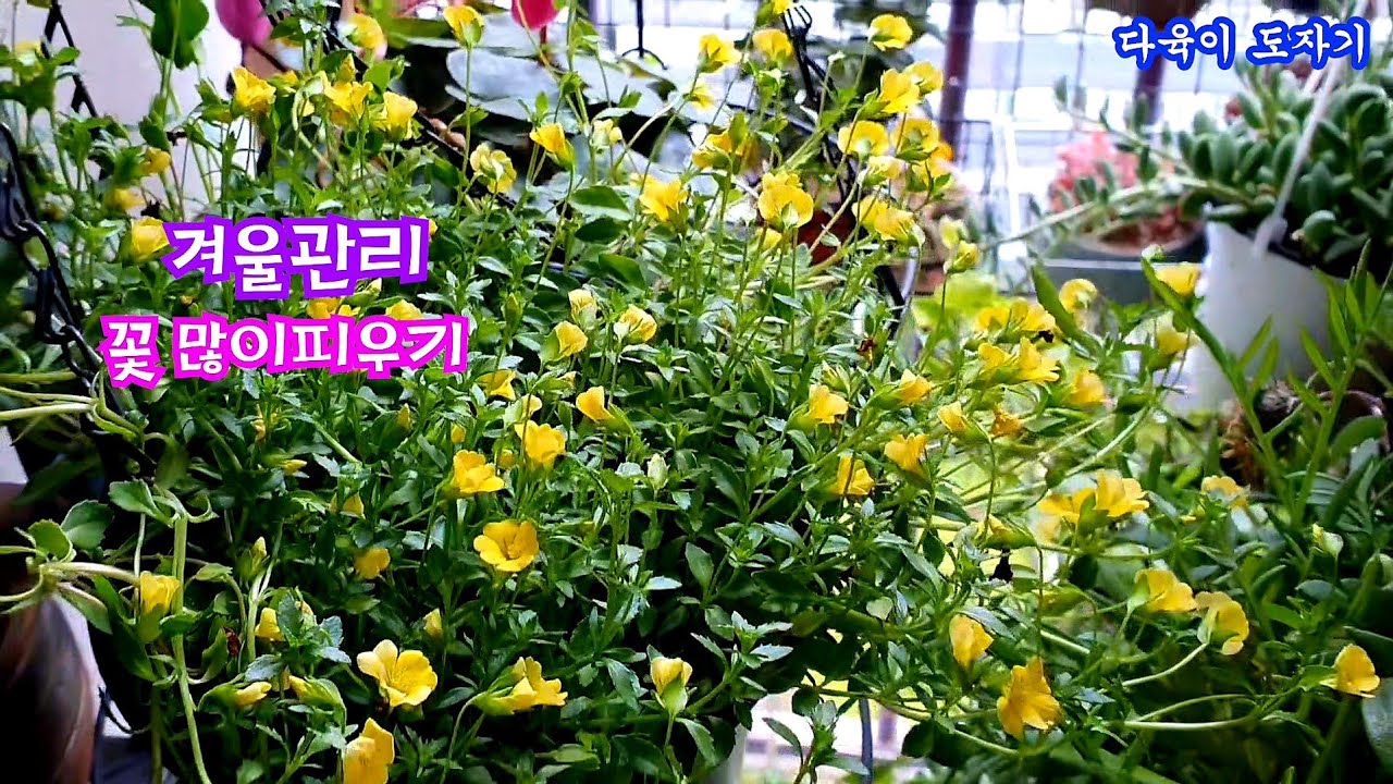 공기정화식물 옐로우엔젤 키우기 꽃많이피우는방법 겨울철관리방법 꽃피우기 물주는시기
