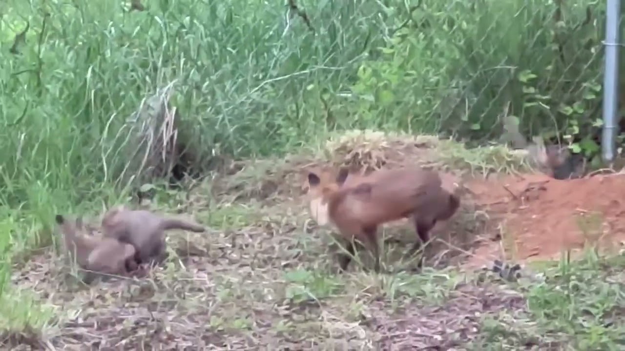 Our backyard foxes.