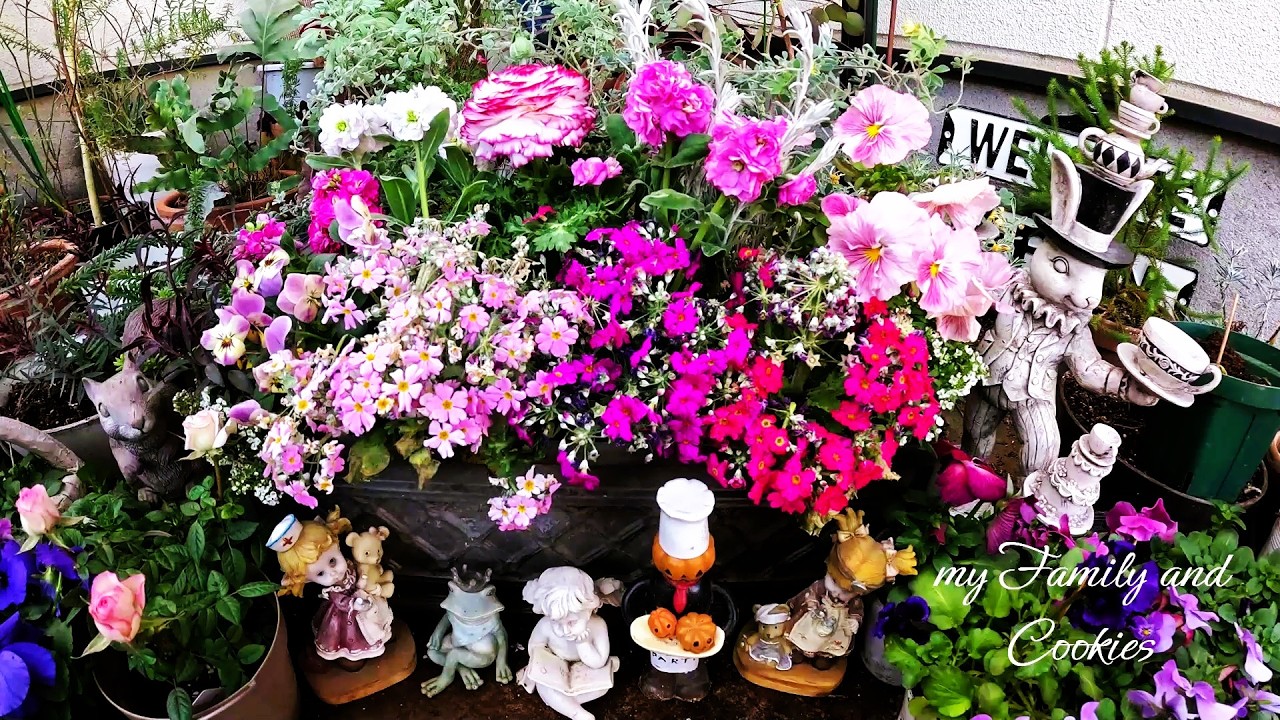 【庭の花達で寄せ植え（クッキーガーデン）】【季節の草花、埼玉ガーデニング、埼玉の園芸、オーナメント、ラナンキュラス、ビオラ、ストック、マラコイデス、エレモフィラなど】